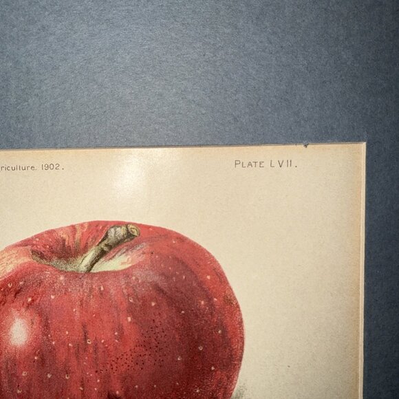 Stayman Winesap Apple 1902 Antique USDA Fruit Lithograph Print Framed Botanical - Picture 4 of 16